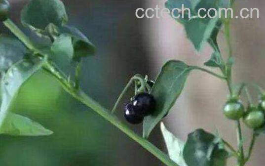 龙葵泡水喝有什么作用-1