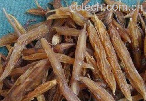 天门冬和麦冬的区别-0