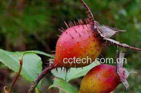 金樱子的功效与作用及药用价值-1