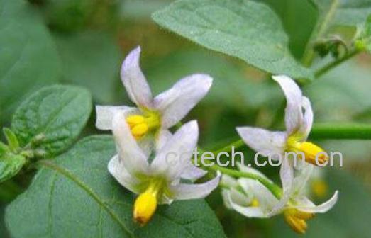 龙葵煮水的功效与作用-1