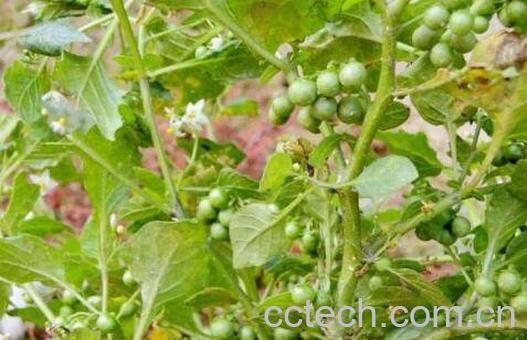 龙葵煮水的功效与作用-0