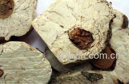 茯神的功效与作用及药用价值-0