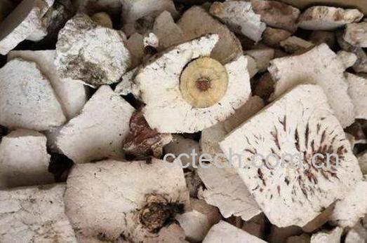 茯神的功效与作用及药用价值-1