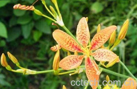 射干的功效与作用及药用价值-1