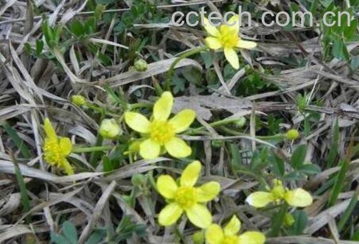 猫爪草的功效与作用 猫爪草的常见用法-1