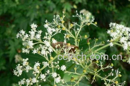 接骨草的功效禁忌及常见用法-1