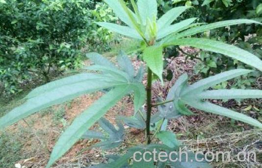  五指毛桃的功效与作用及药用价值-0