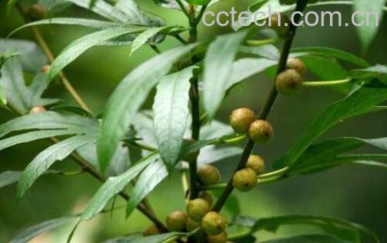  五指毛桃的功效与作用及药用价值-1