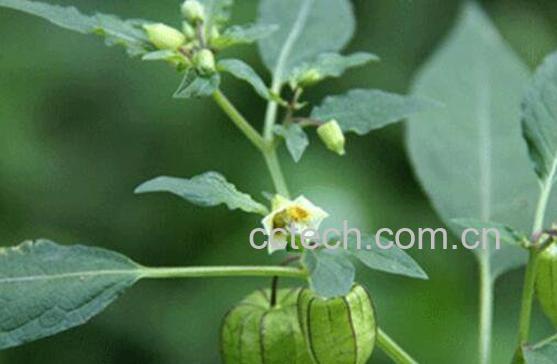 五爪金龙的功效与作用及药用价值-1