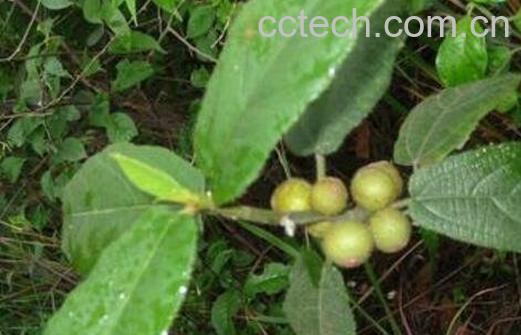 五指牛奶的功效与作用-1