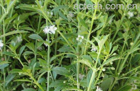 冰糖草的功效与作用 冰糖草的禁忌-0