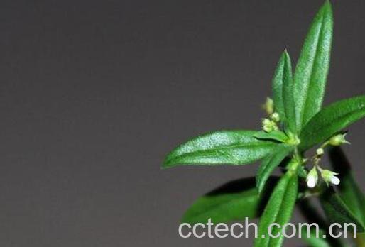  冰糖草经常喝好吗 冰糖草什么人不能吃-1