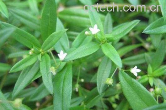  冰糖草经常喝好吗 冰糖草什么人不能吃-0