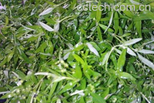 蛇舌草的功效与作用-0