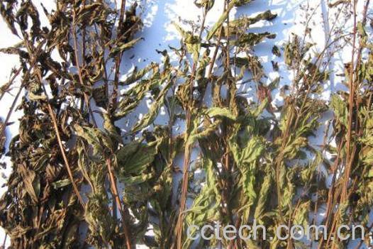 溪黄草的功效与作用及药用价值-0