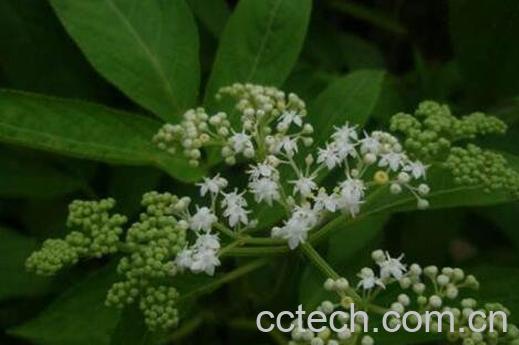 接骨草泡酒的功效 接骨草泡酒的配方-0