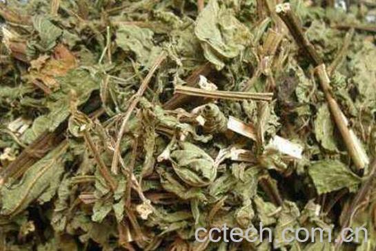 溪黄草的功效与作用及药用价值-1