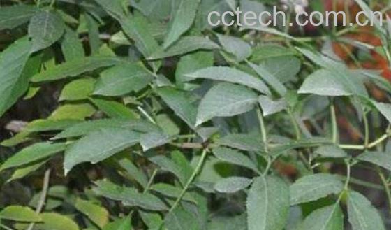 接骨草根的功效与作用-0