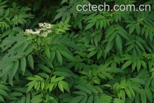 接骨草泡酒的功效 接骨草泡酒的配方-1