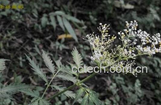 接骨草根的功效与作用-1