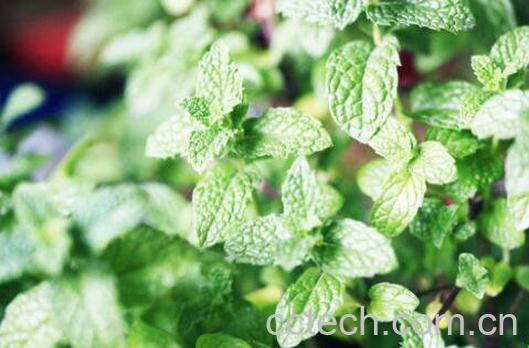 薄荷的如何种植 薄荷的种植方法-1