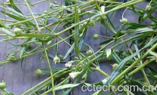 白花蛇舌草的功效与作用 白花蛇舌草的药用价值-0