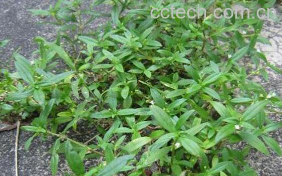 白花蛇舌草的功效与作用 白花蛇舌草的药用价值-1