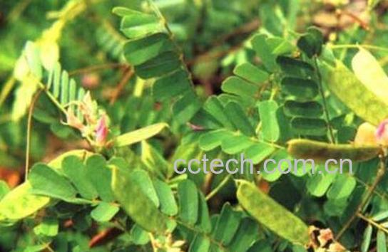 鸡骨草的功效与作用 鸡骨草的副作用-1