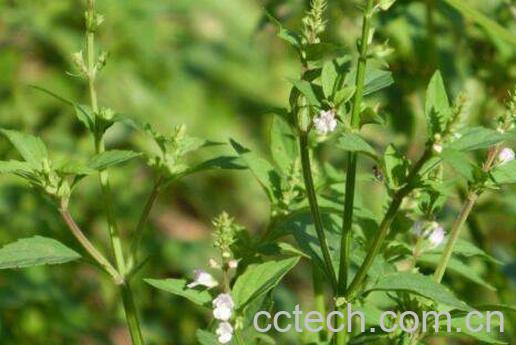 半枝莲的功效与作用及常见配方-0