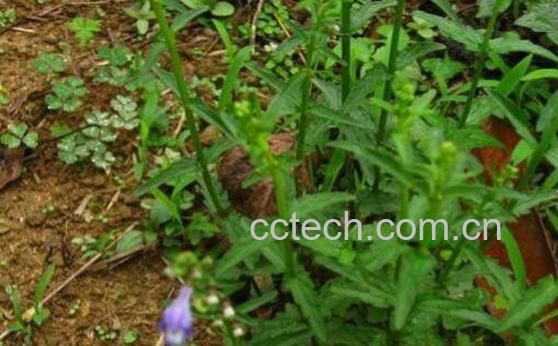 半枝莲的功效与作用及常见配方-1