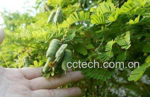 鸡骨草的功效与作用 鸡骨草怎么吃-0