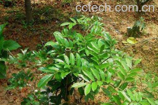 牛大力的功效与作用及食用方法-1