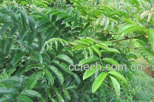 牛大力的功效与作用及食用方法-0