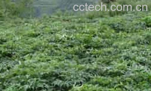 天麻如何养殖 天麻的种植方法-1