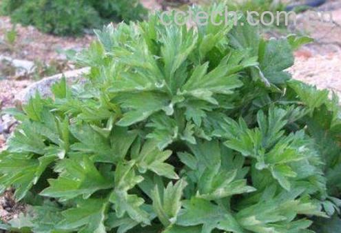 水蜜花的功效与作用-0