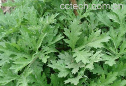 水蜜花的功效与作用-1