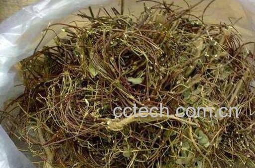 鸡骨草泡水喝的功效 鸡骨草的药用价值-0