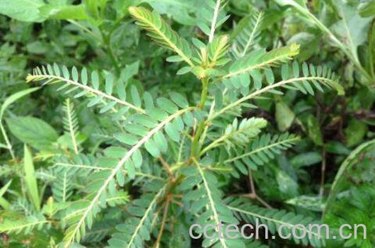 鸡骨草泡水喝的功效 鸡骨草的药用价值-1