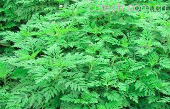 破布草的功效与作用 破布草的副作用-1