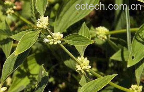 牙痈草的功效与作用 牙痈草的副作用-0