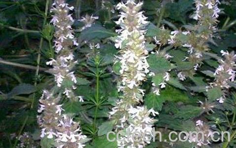 牙痈草的功效与作用 牙痈草的副作用-1