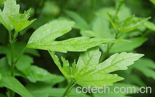 木槿叶的功效与作用及药用价值-0