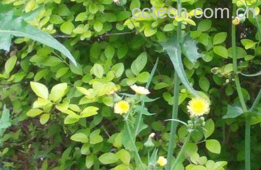 苒苒草的功效与作用及药用价值-0