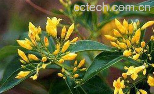 麦黄草的功效与药用价值-1