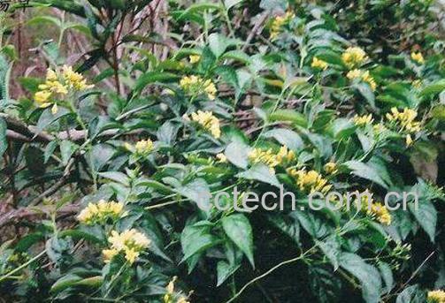 麦黄草的功效与药用价值-0