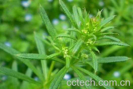 粘粘草的功效与作用-0