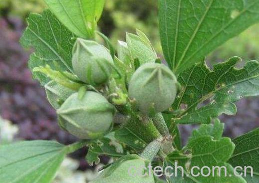 怎么用木槿叶洗头 木槿叶洗头禁忌-0