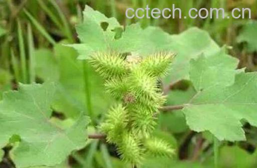 苍耳草的功效与作用及药用价值-0