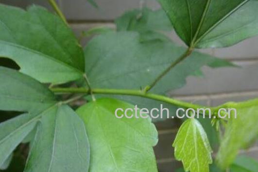 怎么用木槿叶洗头 木槿叶洗头禁忌-1