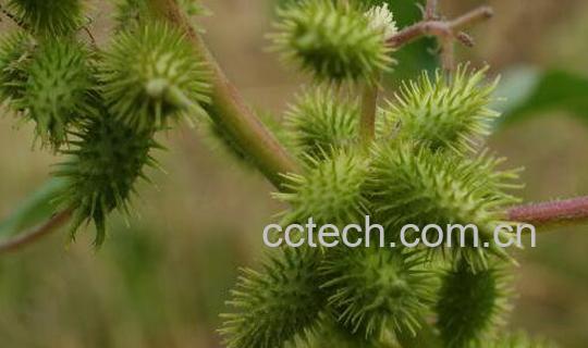 苍耳泡脚有什么作用 苍耳泡脚的方法-0